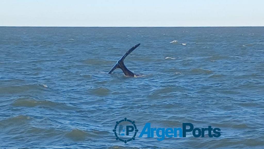 Puerto Bahía Blanca: advierten a los navegantes por la presencia de ballenas