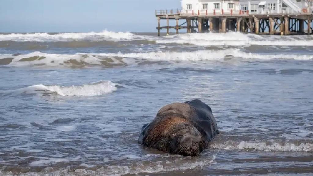 Ya murieron unos 50 lobos marinos en Mar del Plata y no se sabe cuántos podrán sobrevivir