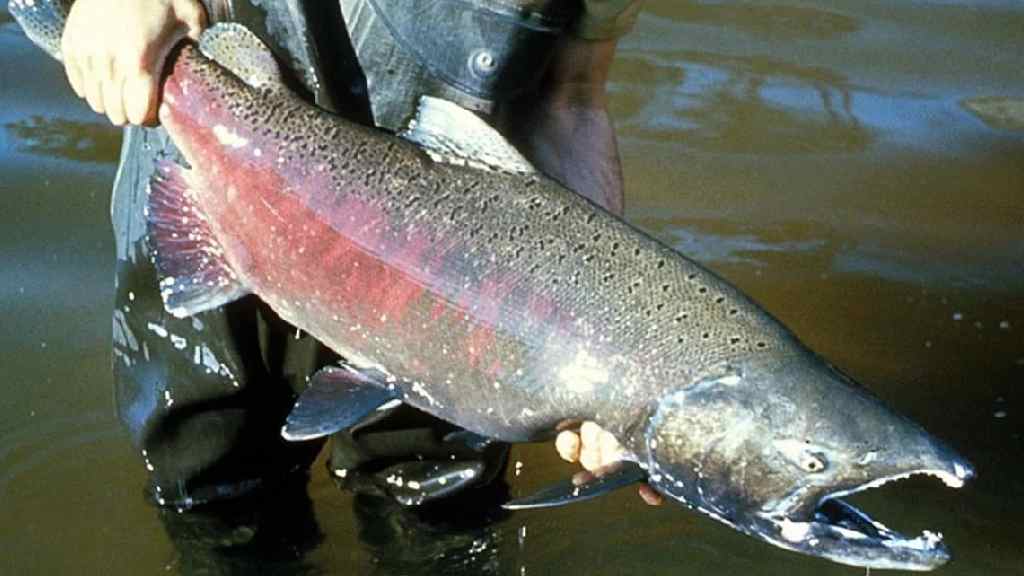 Por qué llegan los salmones hasta el río Paraná y su impacto en el ecosistema