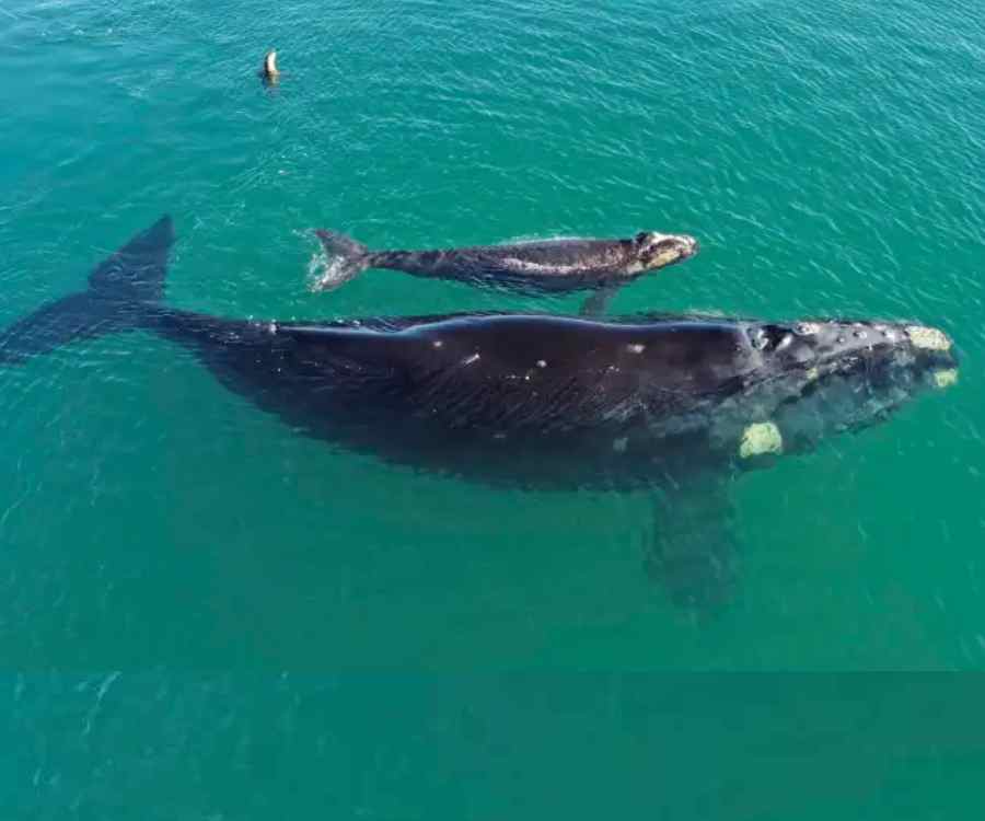 Cuestión de "filopatría": cada vez hay más ballenas con crías en el golfo San Matías