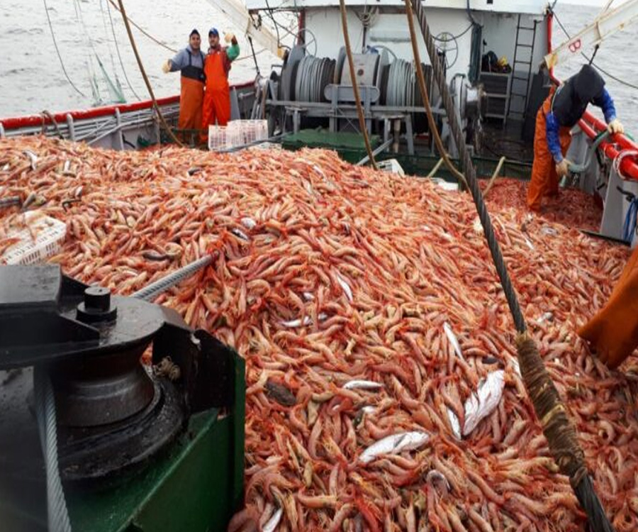 Luego de 8 años, Argentina volvió a exportar langostinos a Brasil