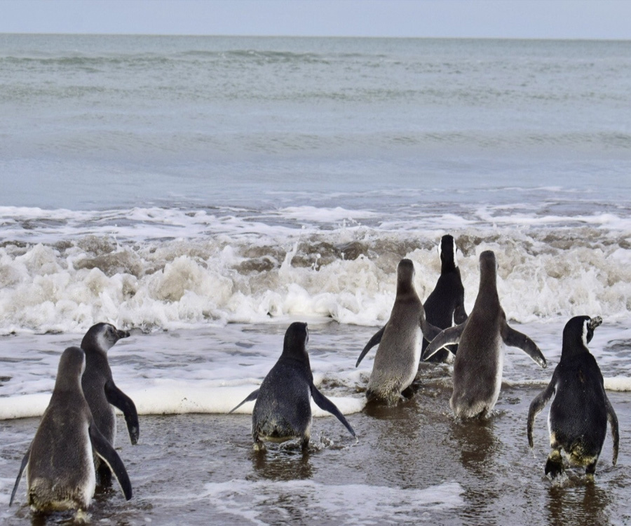 Video: el Puerto de Bahía Blanca acompañó la liberación de pingüinos en Monte Hermoso